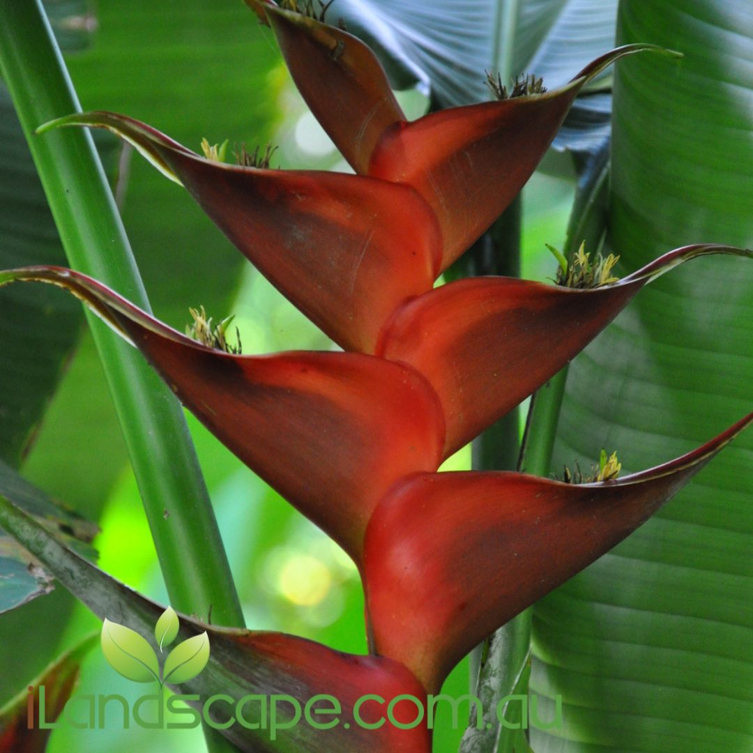 Heliconia caribaea Black Magic