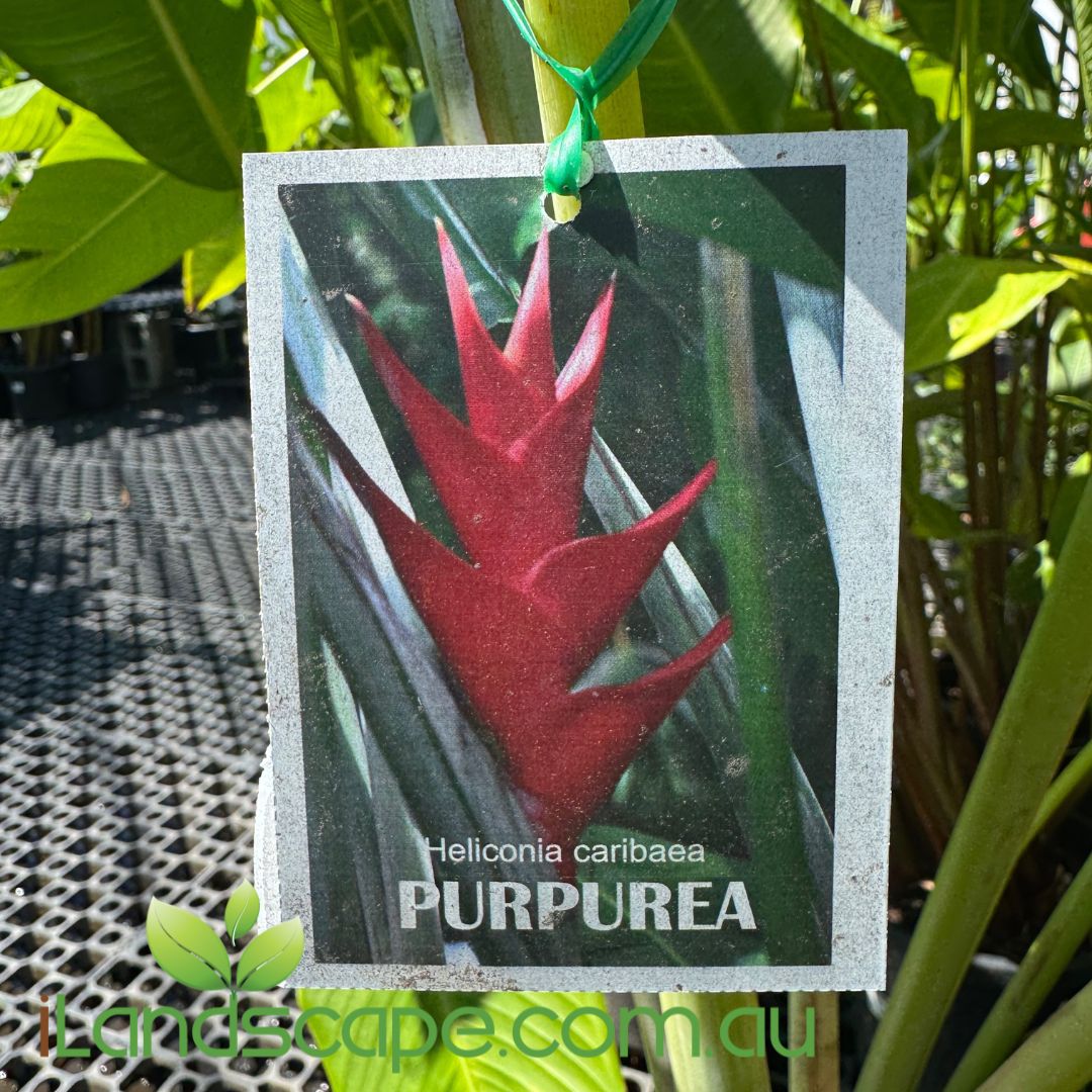 Heliconia caribaea 'Purpurea'