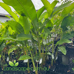 Heliconia -criswick in 200mm pots