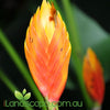 Heliconia episcopalis Spear