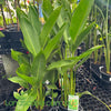 Heliconia -nikki plants in 180mm pots