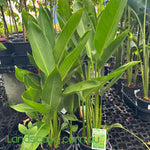 Heliconia -nikki plants in 180mm pots