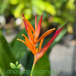 Heliconia psittacorum 'Andromeda