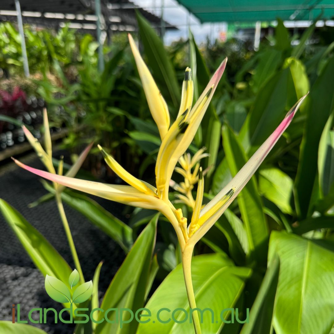 Heliconia psittacorum 'Pearl'