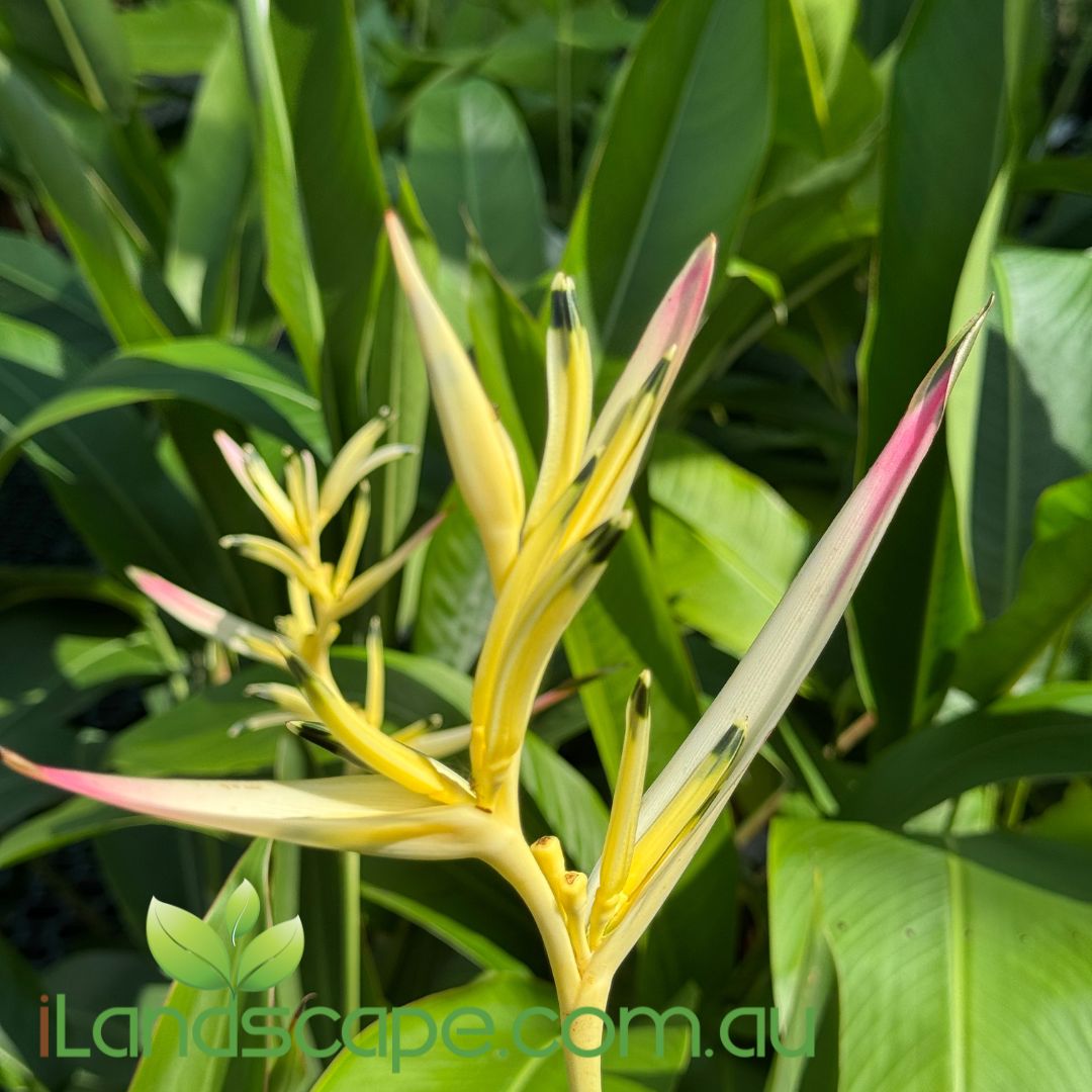 Heliconia psittacorum 'Pearl'