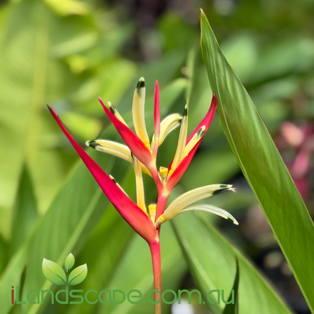 Heliconia psittacorum Pink Lipstick