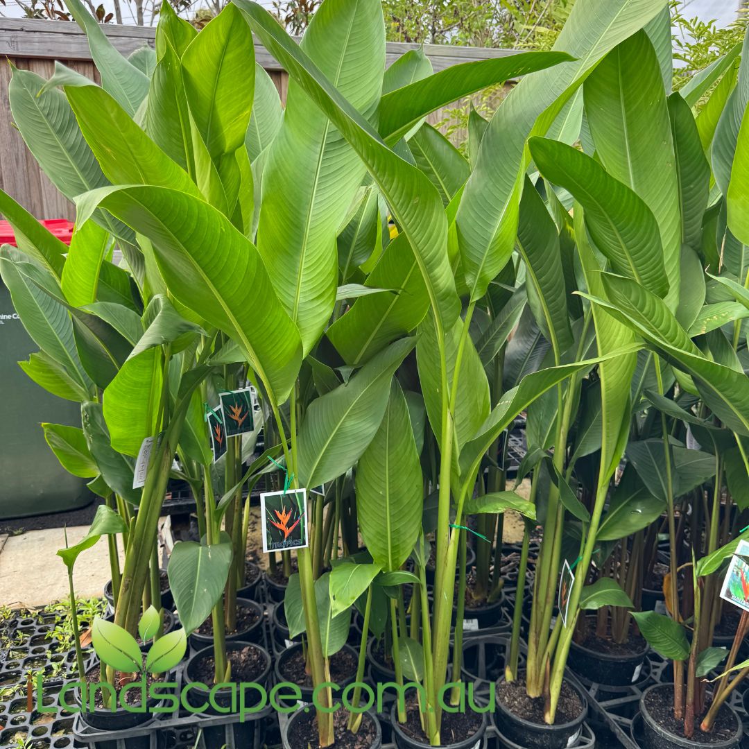 Heliconia tropics in 180mm Pots