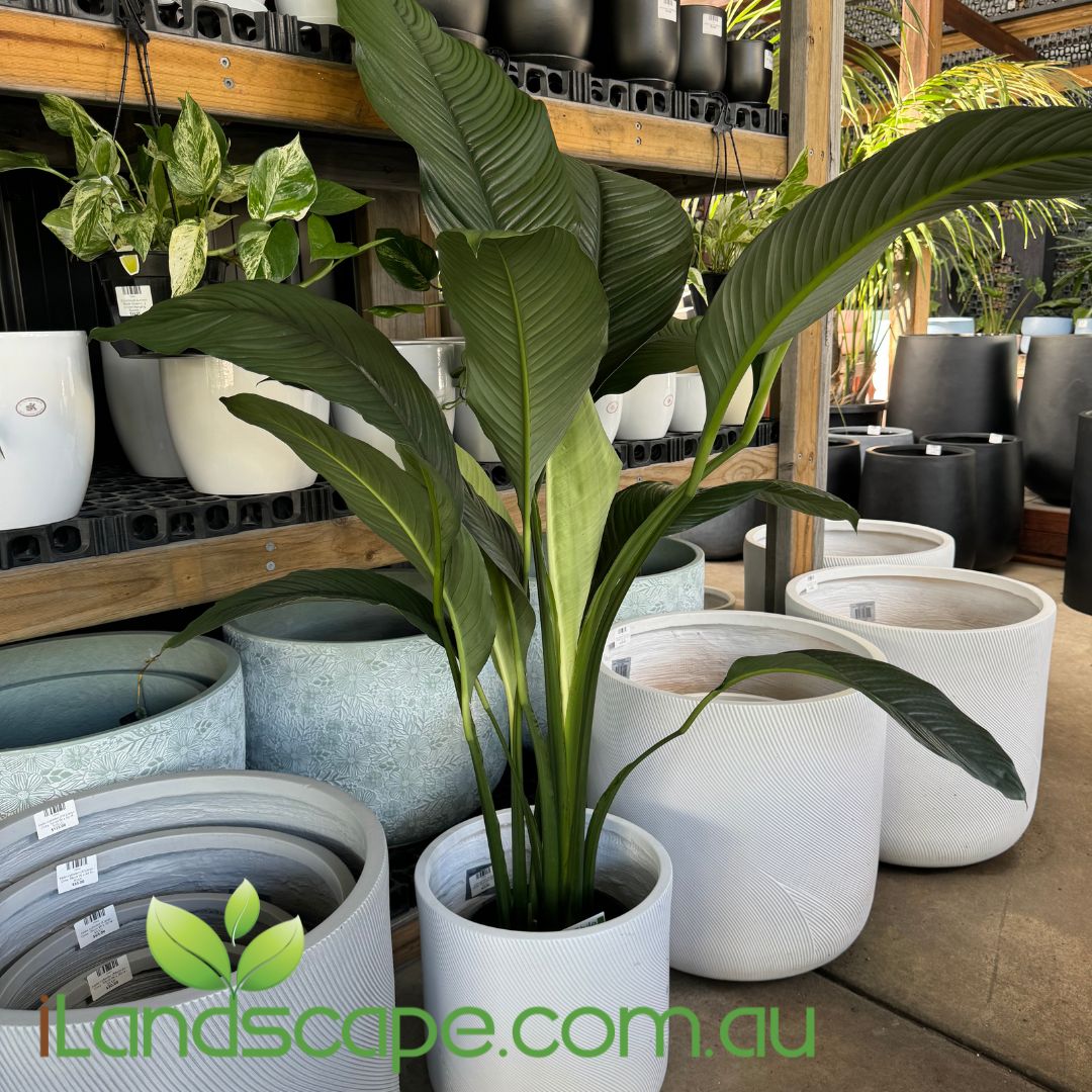 Helix Cylinder Planter Pot