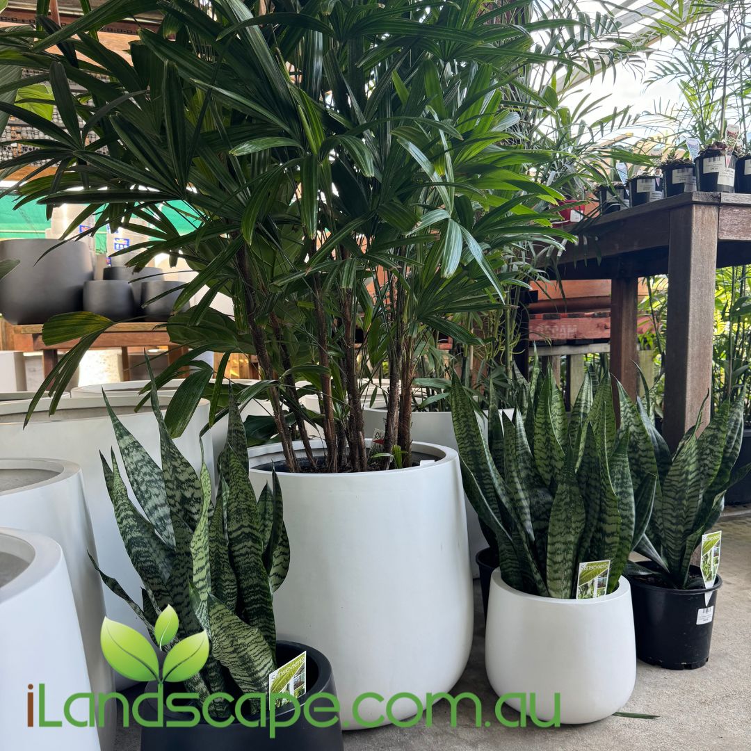 Horseshoe Planter Pot - Also known as Hamptons Pot