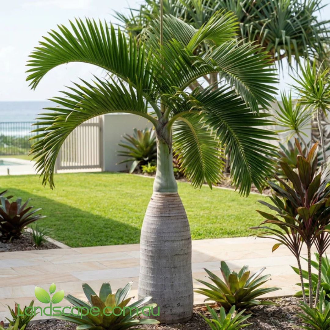 Bottle Palm Hyophorbe lagenicaulis with swollen trunk in tropical garden