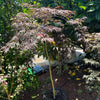 Acer palmatum dissectum Inaba Shidare Standards
