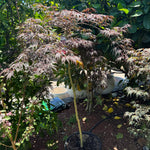 Acer palmatum dissectum Inaba Shidare Standards