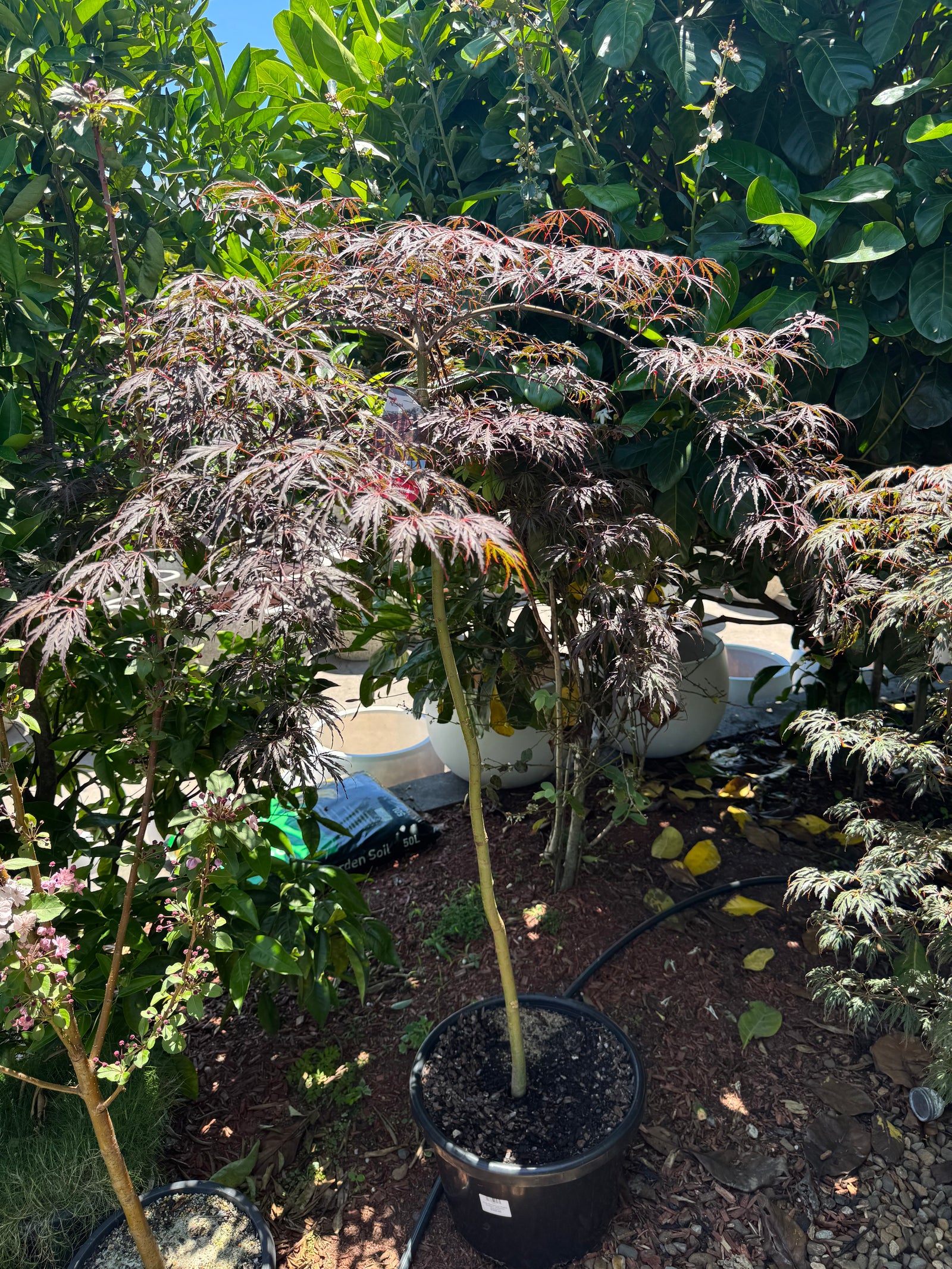 Acer palmatum dissectum Inaba Shidare Standards