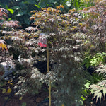 Acer palmatum dissectum Orangeola Standards