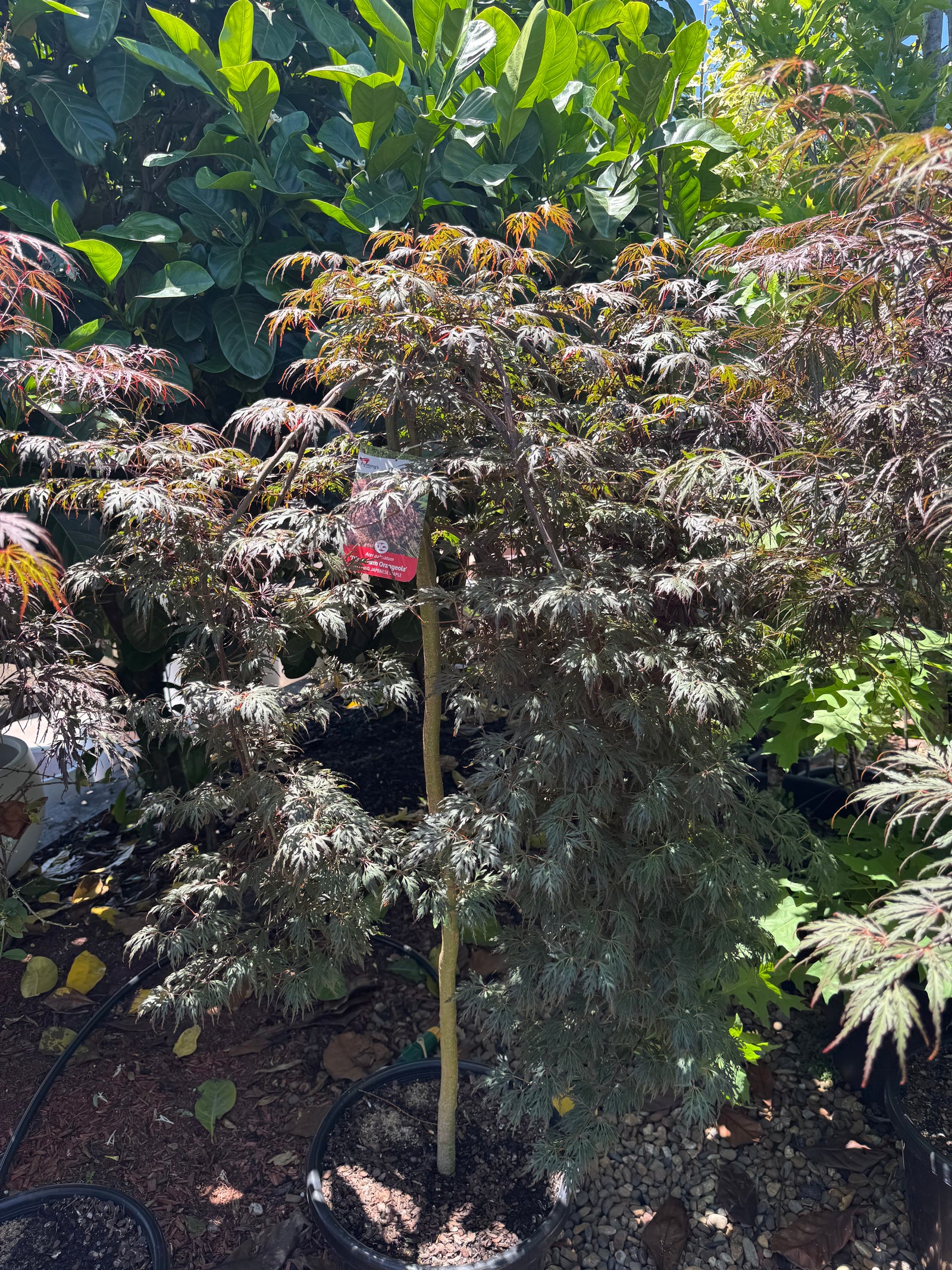 Acer palmatum dissectum Orangeola Standards