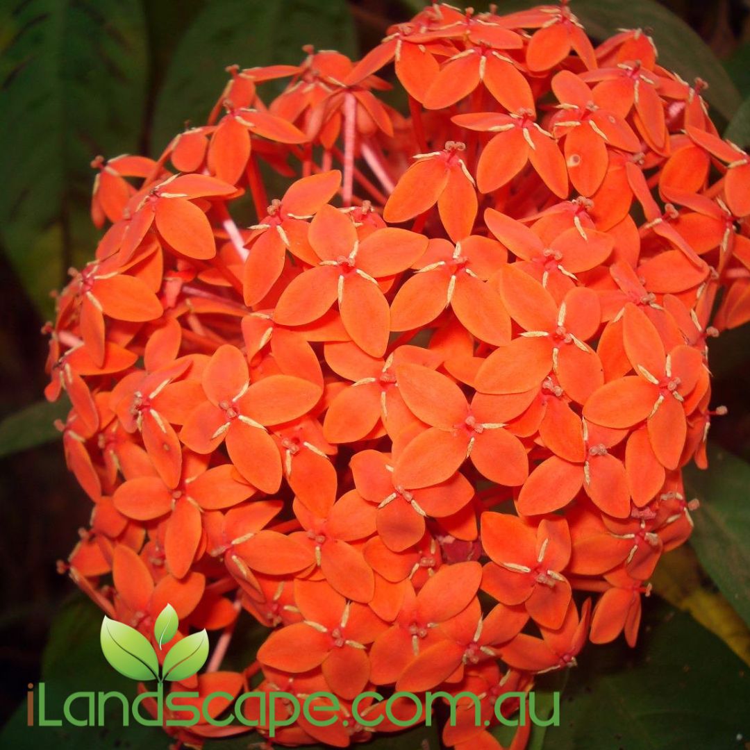 Ixora chinensis Compact Orange