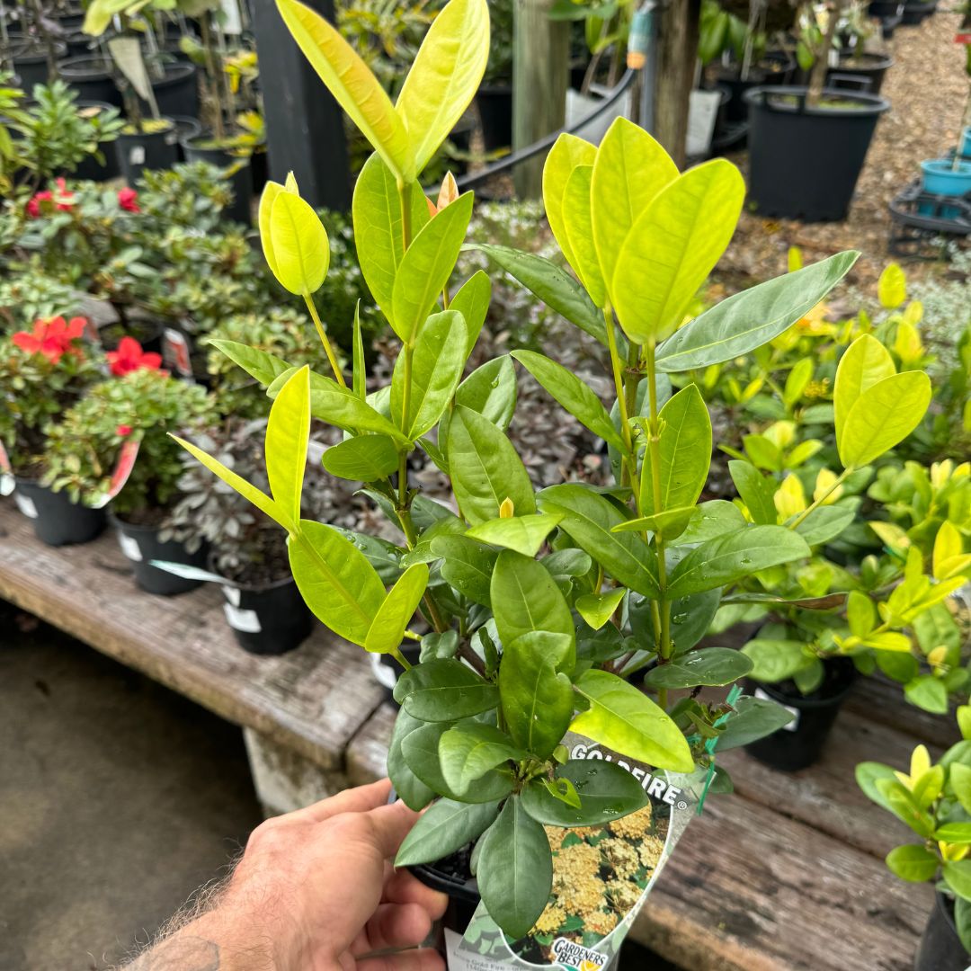 Ixora Gold Fire
