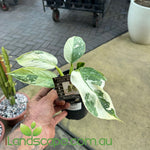 Philodendron imbe Jose buono variegated