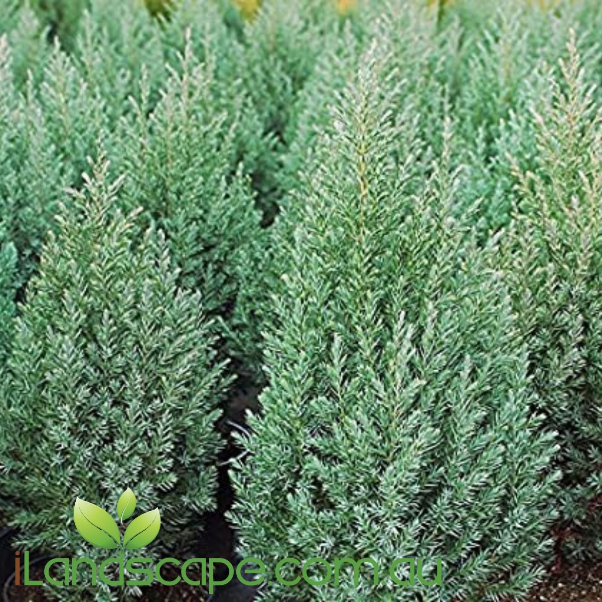 Juniperus chinensis 'Pyramidalis'  has a tight blue green like colour foliage and will grow to approx. 1.5 m tall, this slow growing conifer is a great addition to any garden and also ideal for Pots