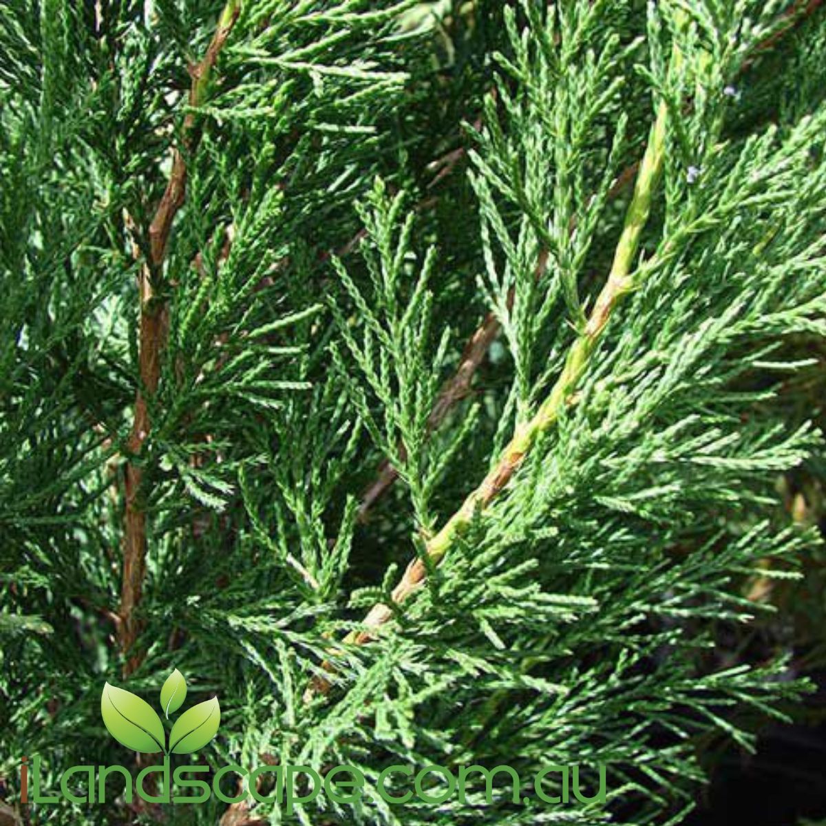 Juniperus spartan is one of the most perfect screening conifer plants. beautiful dark green evergreen foliage  Grows approx. 4-5m tall x 1.0m wide over a 10 year period  great plant for screening and also topiary in pots 