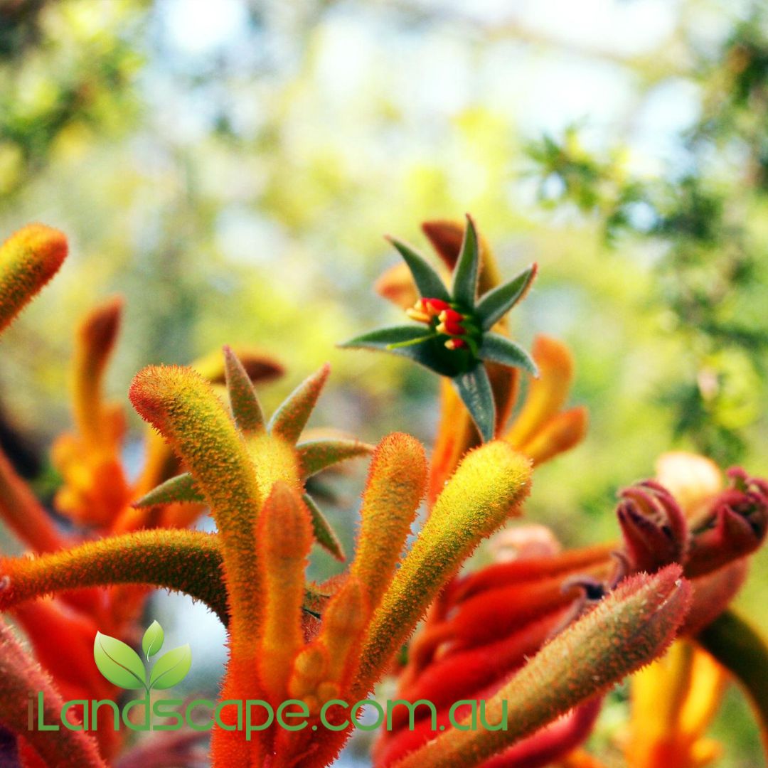 Anigozanthos Landscape Tangerine Kangaroo Paw orange flowers
