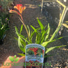 Anigozanthos bush flare (Kangaroo Paw)