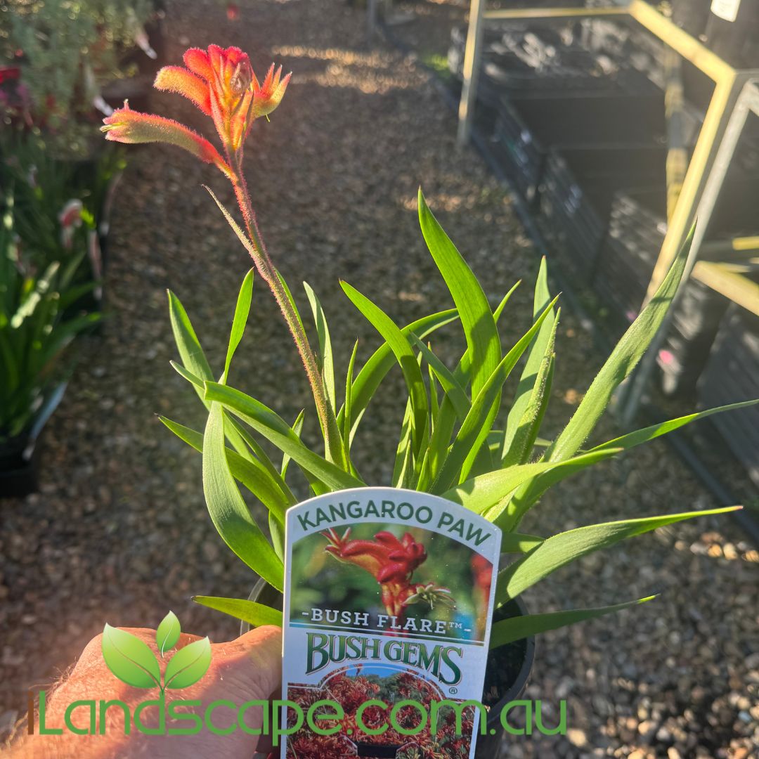 Anigozanthos bush flare (Kangaroo Paw)