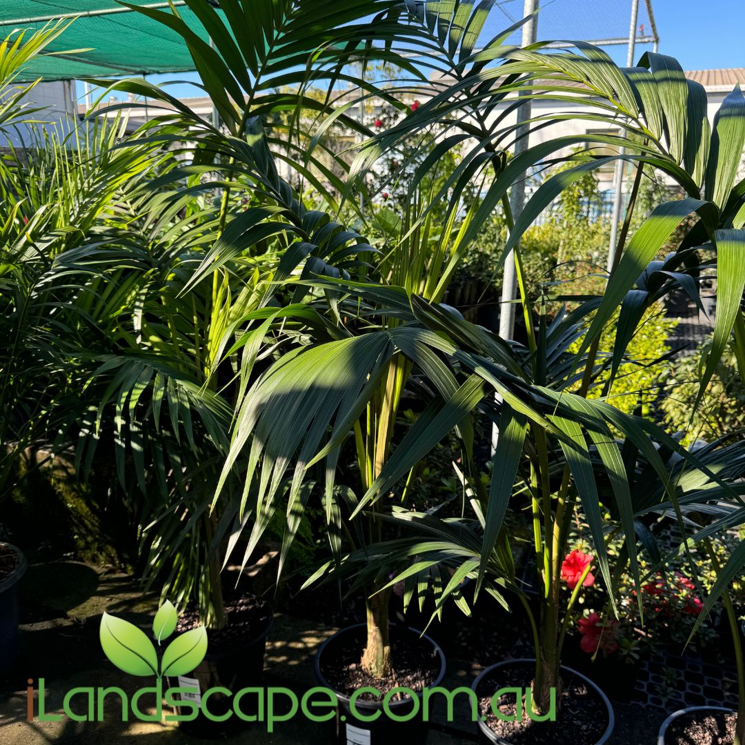 Howea forsteriana Kentia Palm