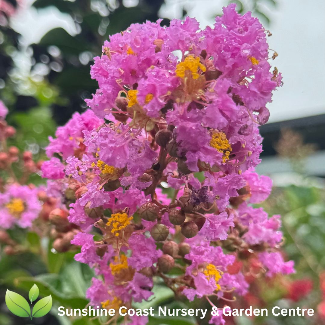 Lagerstroemia 'Zuni' Crepe Myrtle