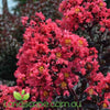 Lagerstroemia 'PILAG-IV' Midnight Magic Crepe Myrtle