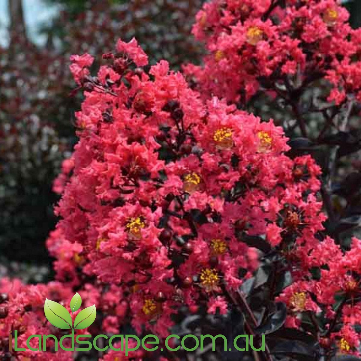 Lagerstroemia 'PILAG-IV' Midnight Magic Crepe Myrtle
