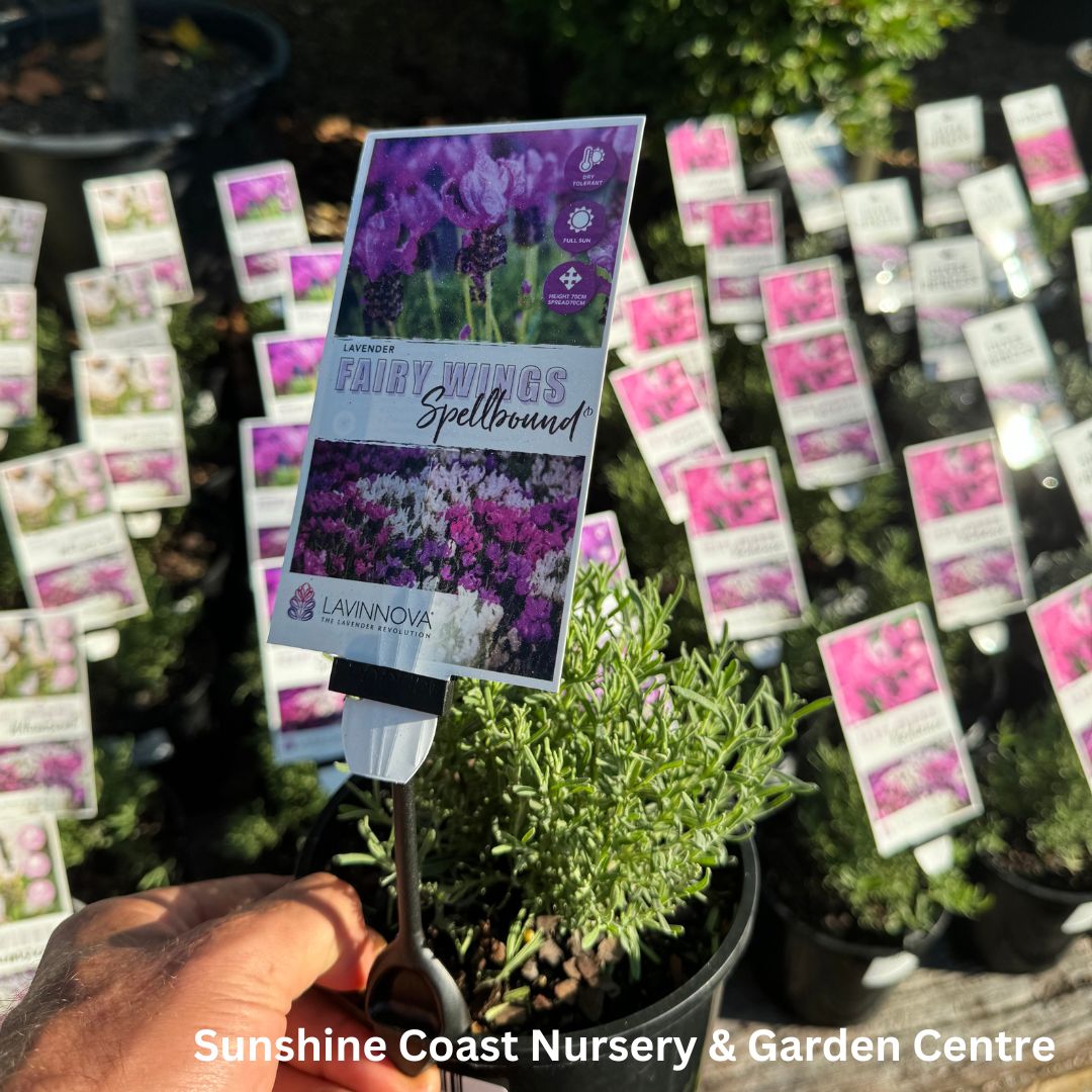 fairy wings lavender plant Lavendula Fairy Wings 'Spellbound' – Sunshine Coast Nursery & Garden Centre