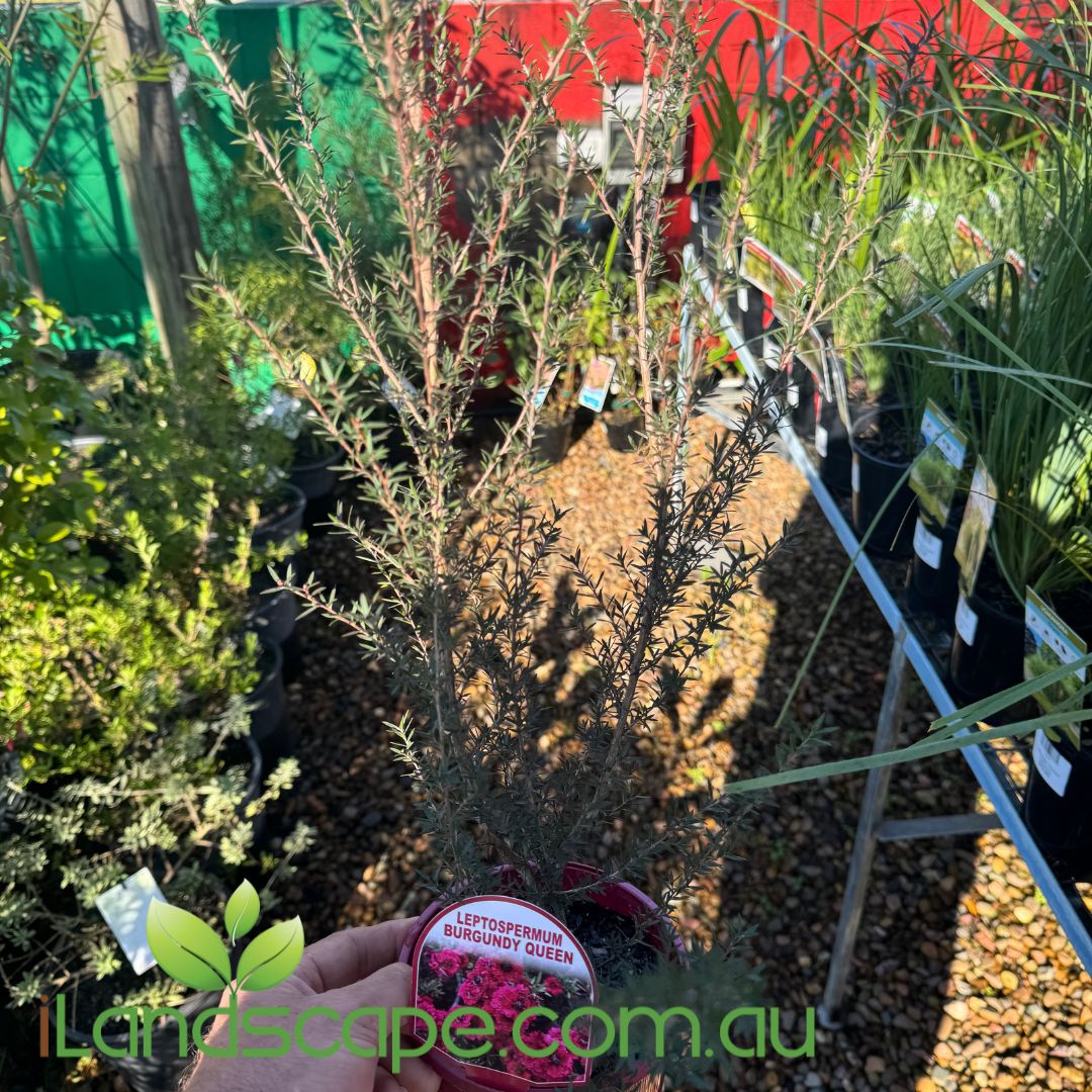 Leptospermum scoparium Burgundy Queen