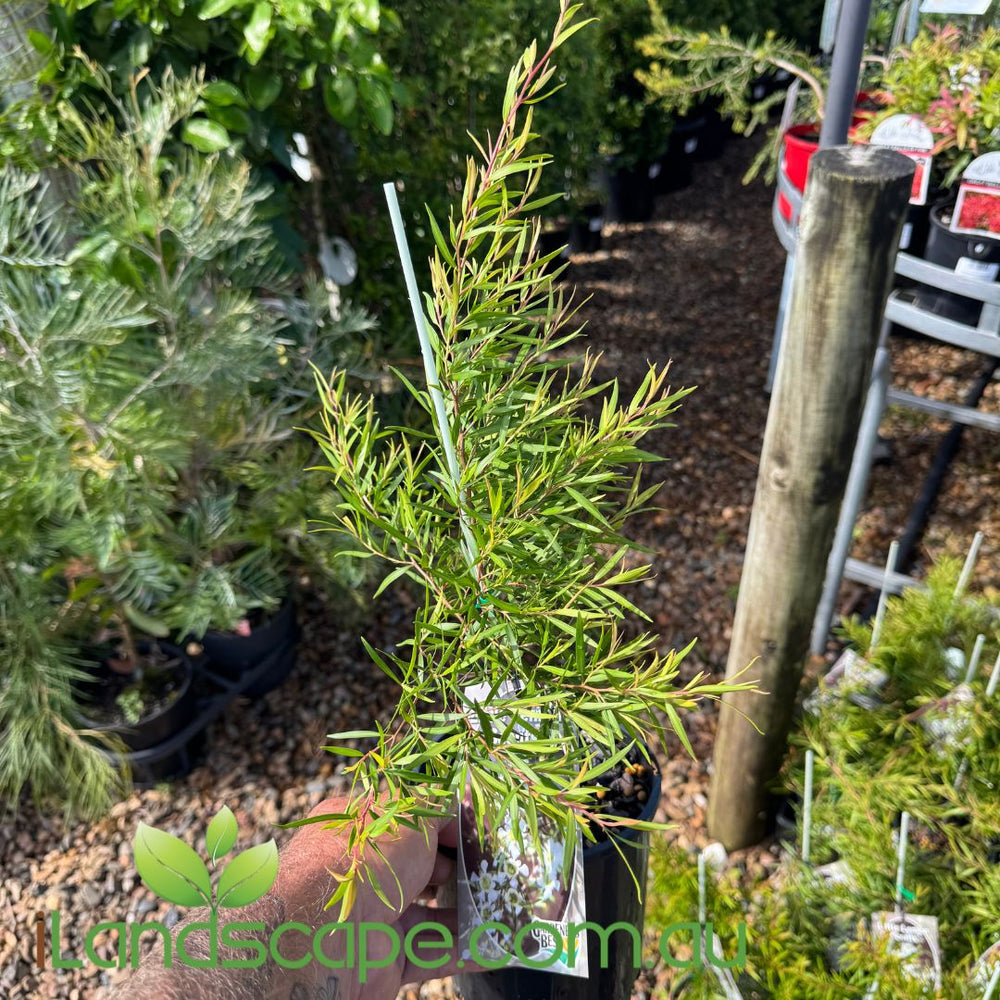 Leptospermum ‘Little Lemon Scent’ – Compact Lemon-Scented Tea Tree ...