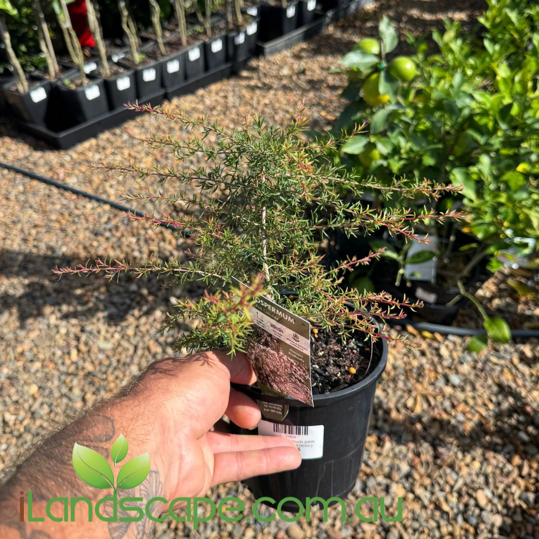 Leptospermum Pink Cascade