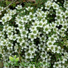 Close-up of Leptospermum 'Vertical Drop' with cascading branches and small, white, tea tree-like flowers.
