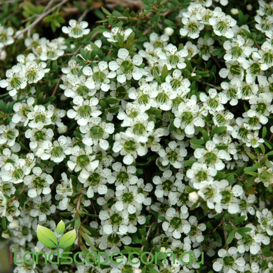 Close-up of Leptospermum 'Vertical Drop' with cascading branches and small, white, tea tree-like flowers.