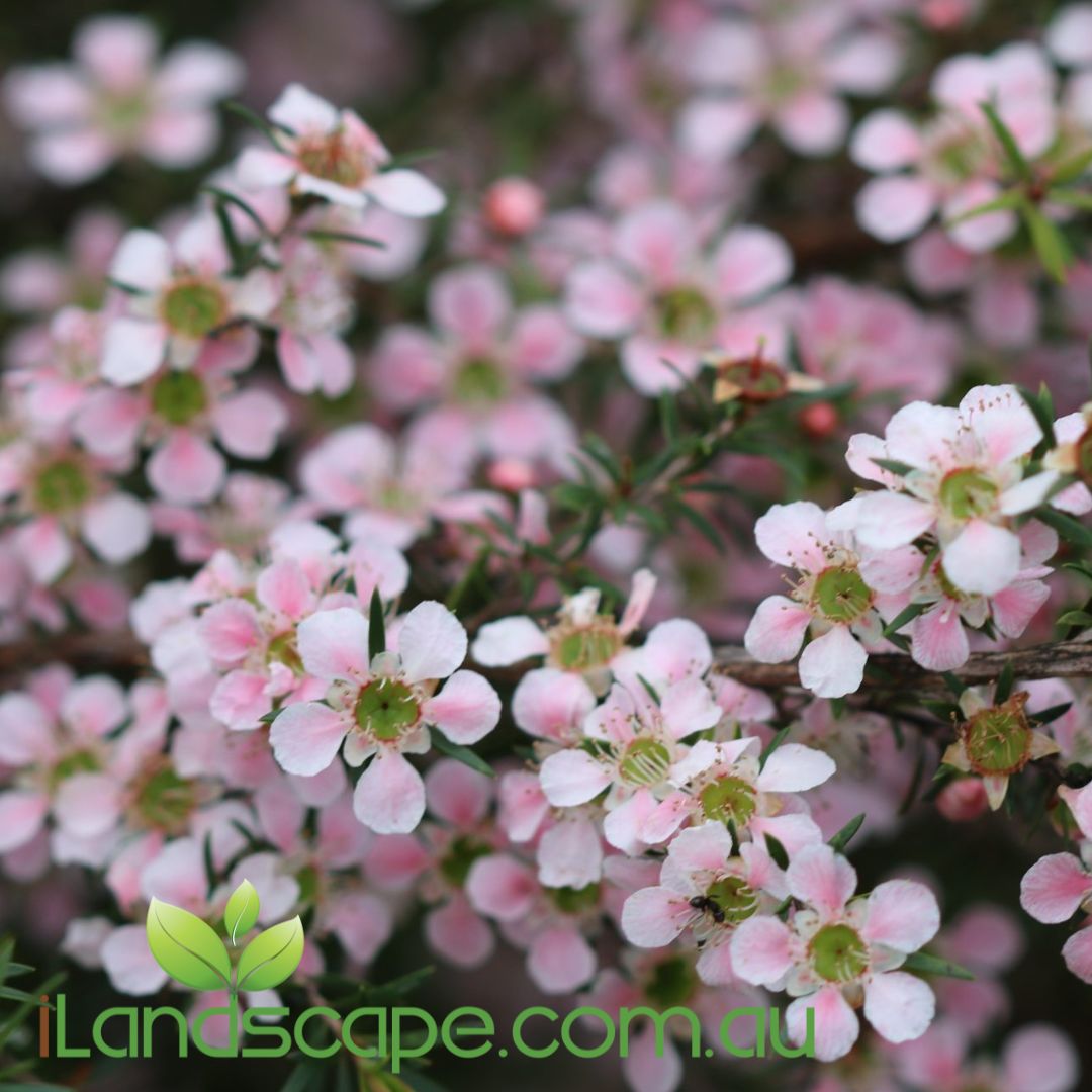 Leptospermum cardwell ‘Pink’ with soft pink tea tree flowers and fine green foliage