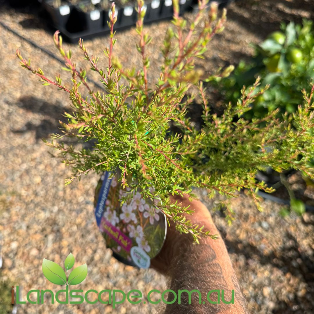 Leptospermum cardwell Pink