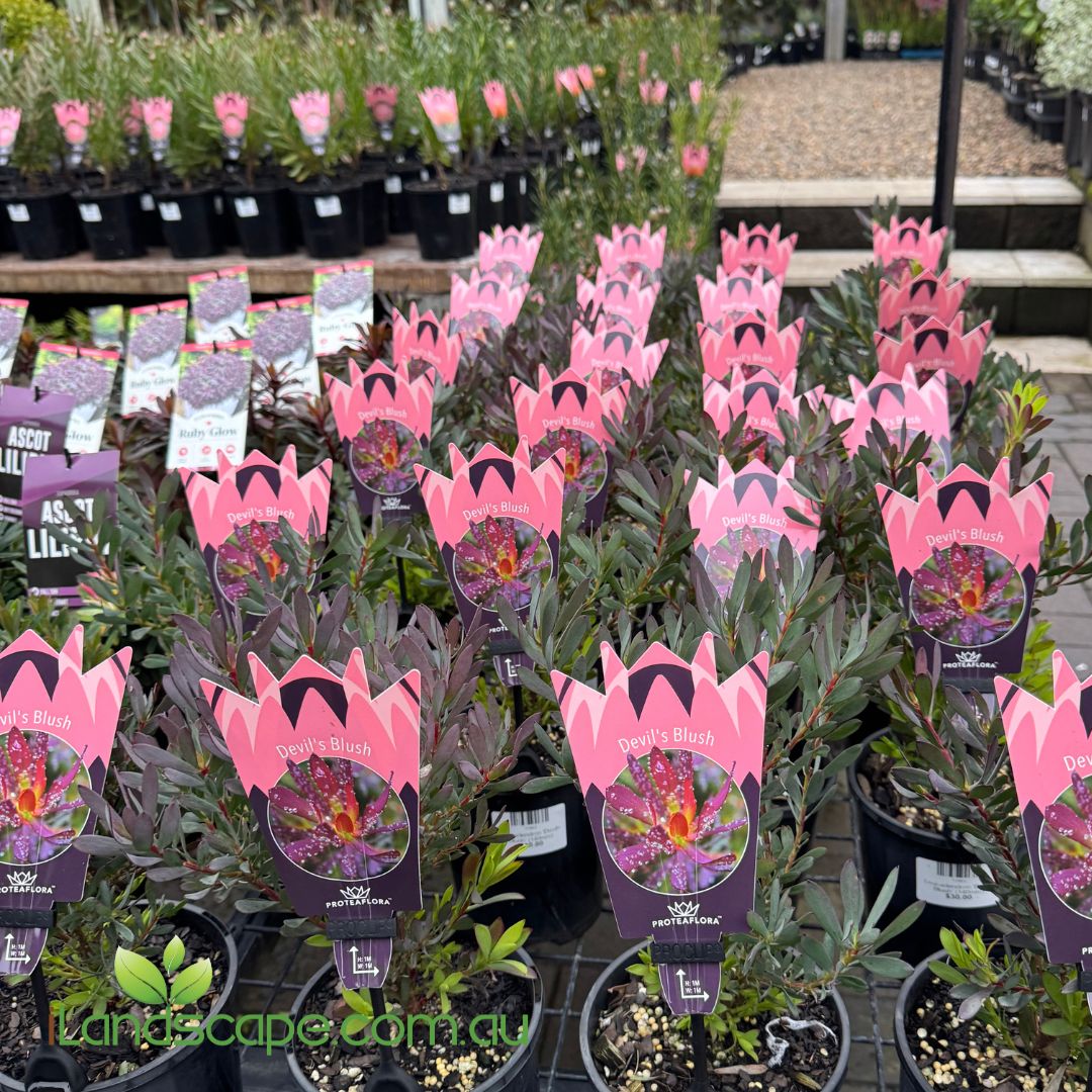 Leucadendron ‘Devil’s Blush’ with vivid red bracts and green foliage in bloom