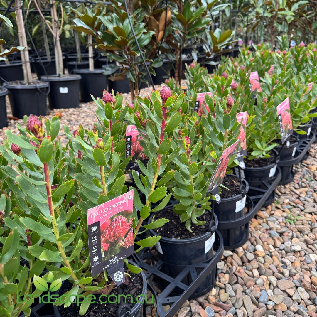 Leucospermum ‘Carnival® Red’ in full bloom with large, vivid red pincushion flowers