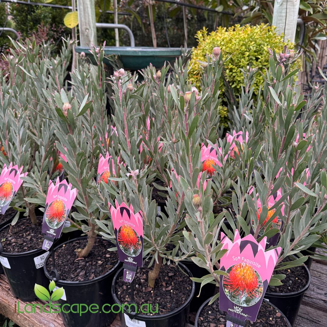 Leucospermum ‘So Exquisite’ in full bloom with bright orange-red pincushion flowers