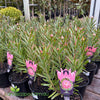 Leucospermum ‘So Successful’ with large vivid orange-red pincushion flowers in full bloom