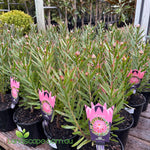 Leucospermum ‘So Successful’ with large vivid orange-red pincushion flowers in full bloom