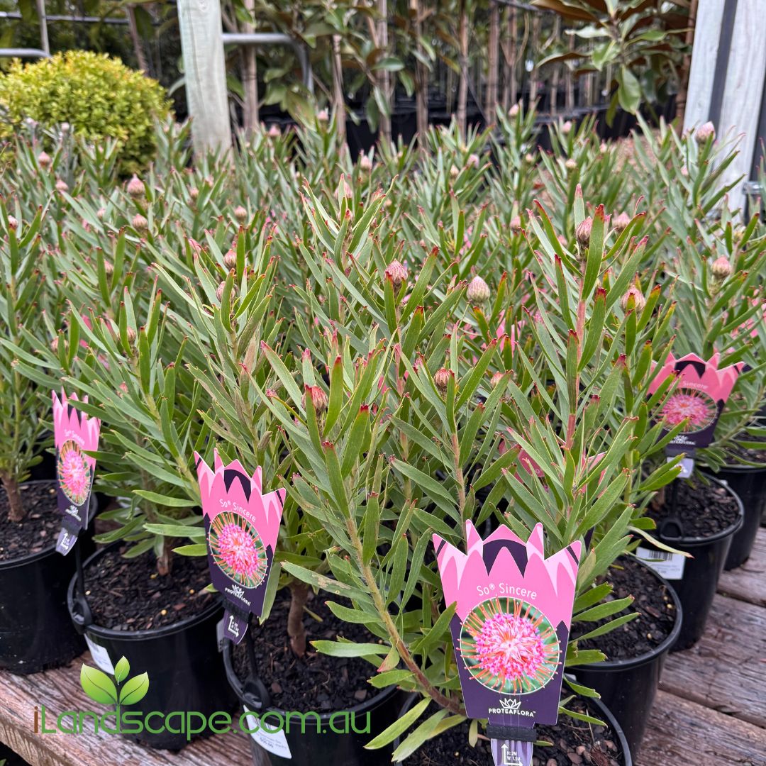 Leucospermum ‘So Successful’ with large vivid orange-red pincushion flowers in full bloom