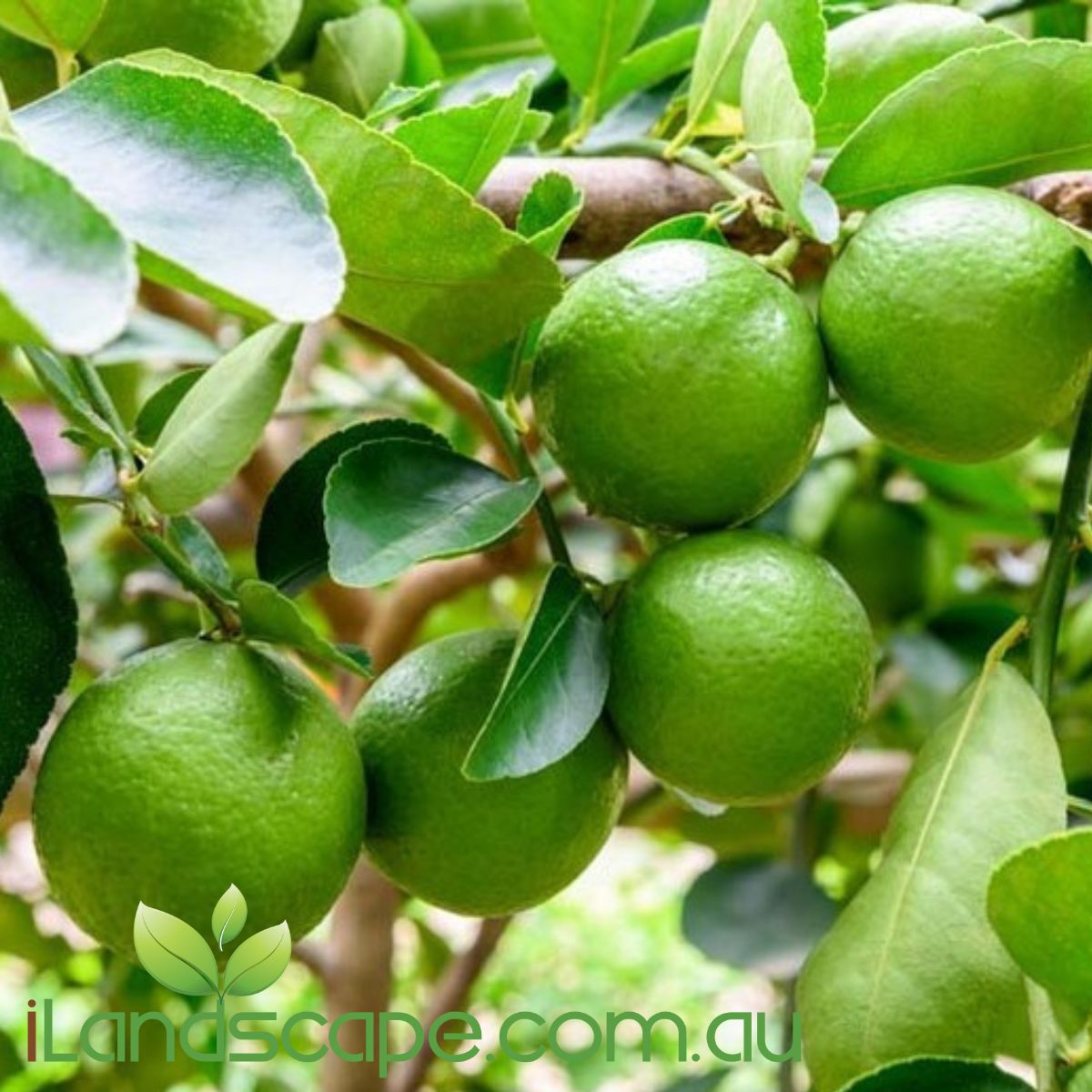 Lime Dwarf Tahitian is a popular dwarf version of the Tahitian lime plant. its an evergreen shrub with glossy leaves. It has some thorns and produces small to medium pale green to yellow fruit. the foliage is also highly aromatic   grows to around 3.0m tall and fruits between April - September 