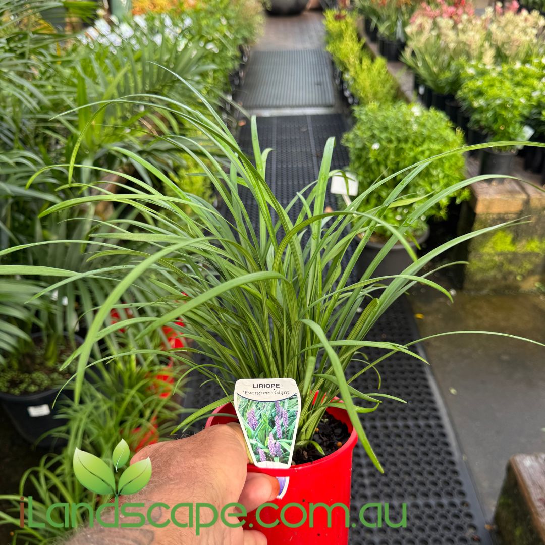 Liriope muscari ‘Evergreen Giant’