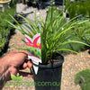 Liriope Just Right plant with compact green foliage in a garden border