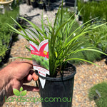 Liriope Just Right plant with compact green foliage in a garden border