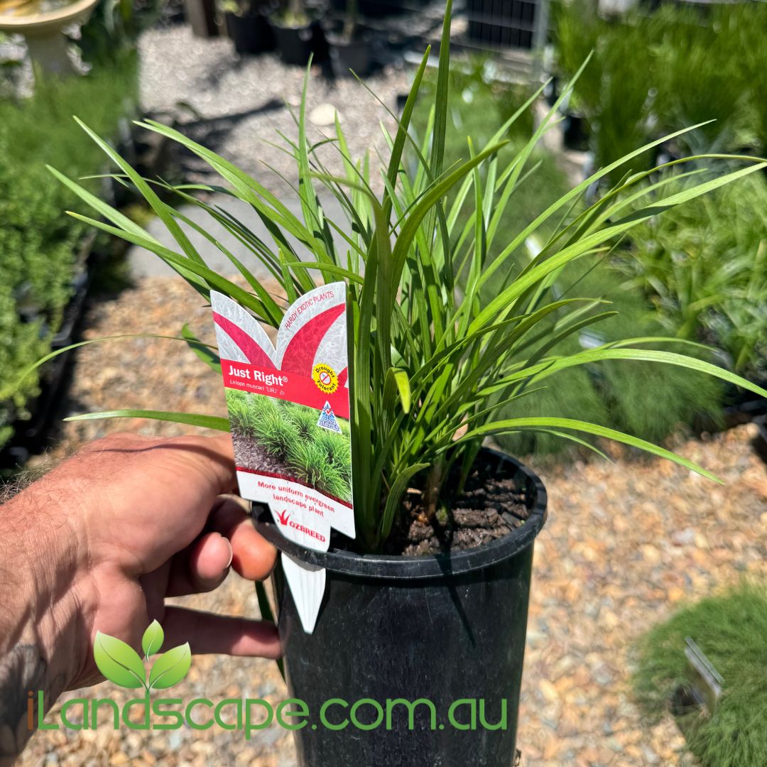 Liriope Just Right plant with compact green foliage in a garden border